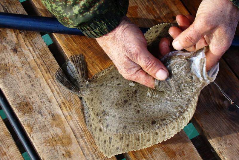 В Новороссийске утвержден обвинительный акт по уголовному делу о незаконном вылове особо ценных пород рыб