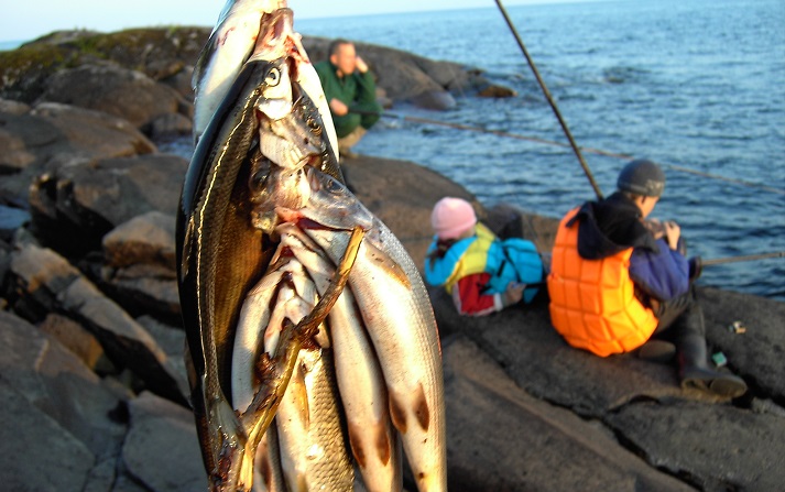 Промышленное рыболовство озере Пясино будет неэффективным