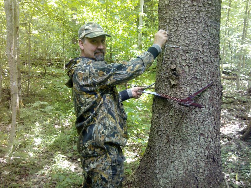 Лесопатологический мониторинг особо охраняемой природной территории «Красный бор»