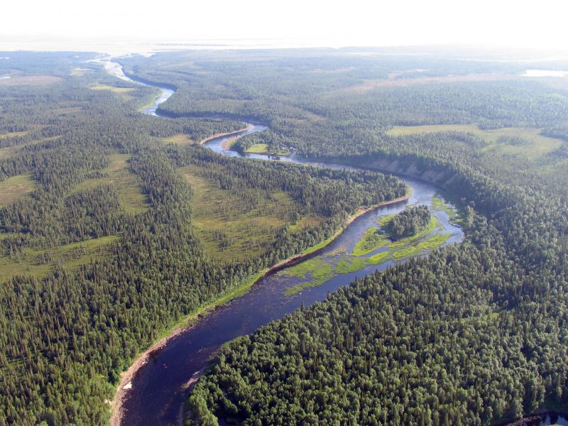 Procter&Gamble и сеть гипермаркетов «Лента» вместе с WWF России защитят от вырубки леса вдоль нерестовых рек