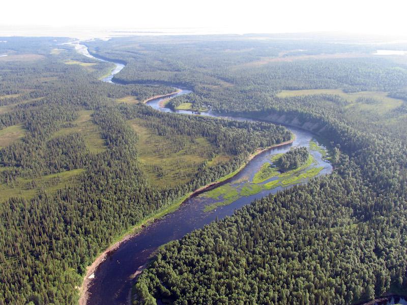 Procter&Gamble и сеть гипермаркетов «Лента» вместе с WWF России защитят от вырубки леса вдоль нерестовых рек