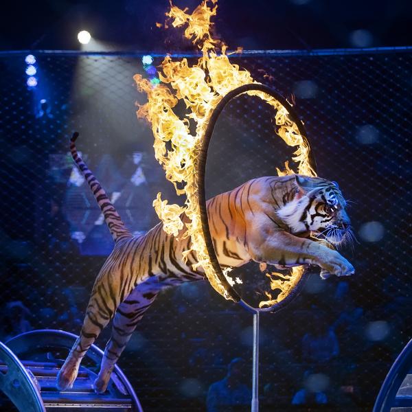 Почему животные в цирке живут дольше, чем в дикой природе?