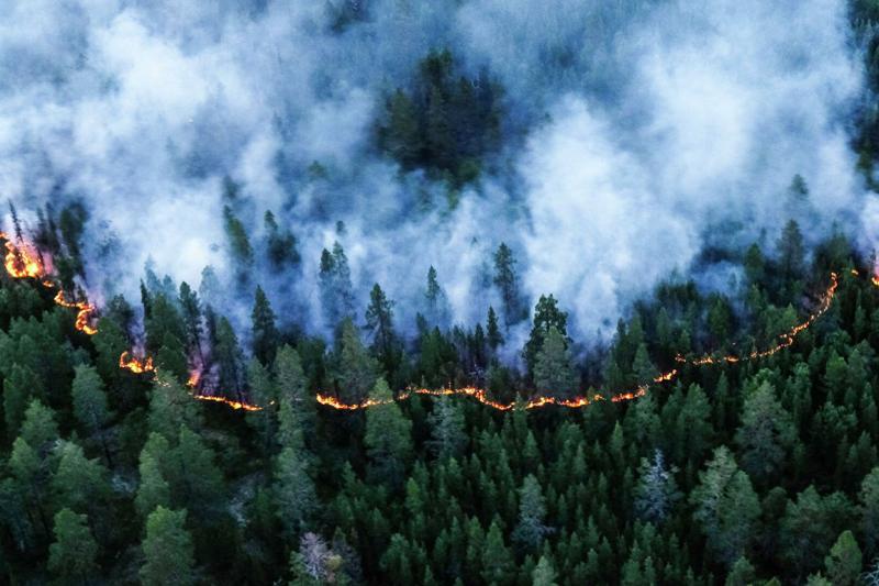 Огненный результат: электросетевые объекты Югры не пострадали из-за лесных пожаров