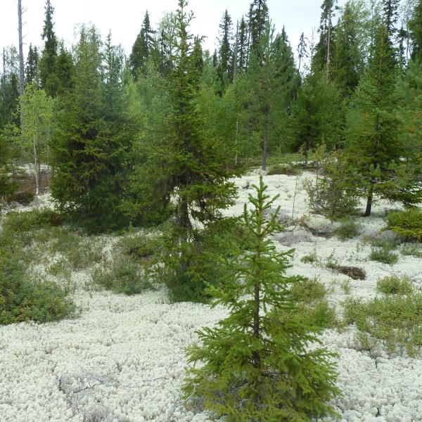 Завершено обследование участков лесовосстановления в Удорском лесничестве