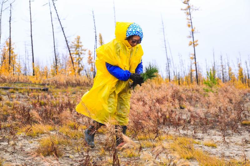 РусКлиматФонд подвёл итоги осеннего сезона кампании  «Леса для климата»