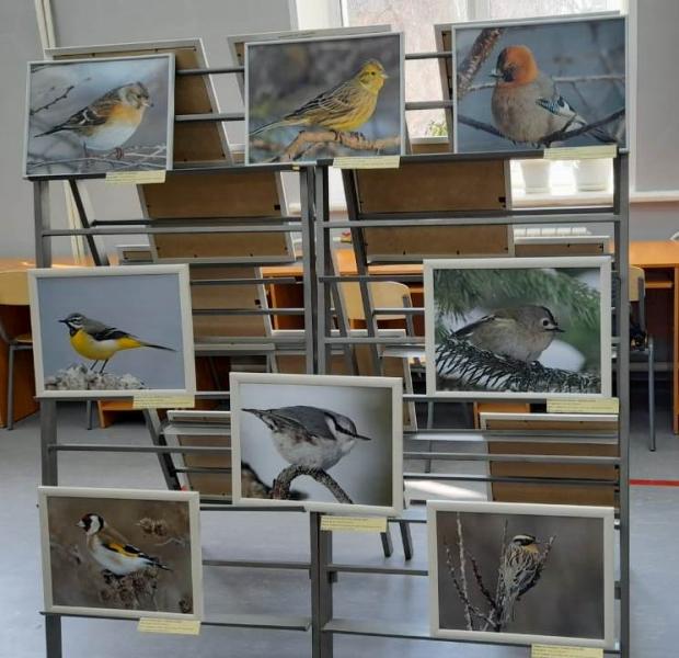 В объектив хакасских орнитологов попали редкие виды птиц