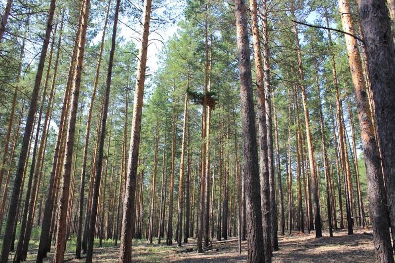 Тестирование информационного продукта "Умный лес" проводят в Новосибирская области