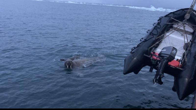 На лодку экспедиции, в которой участвовали профориентолог Алёна Арсеева и психолог Наталья Адамова напал морж.