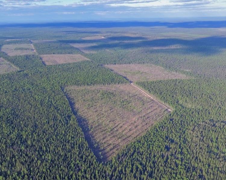 В лесном фонде Печорского лесничества определены участки для лесовосстановления