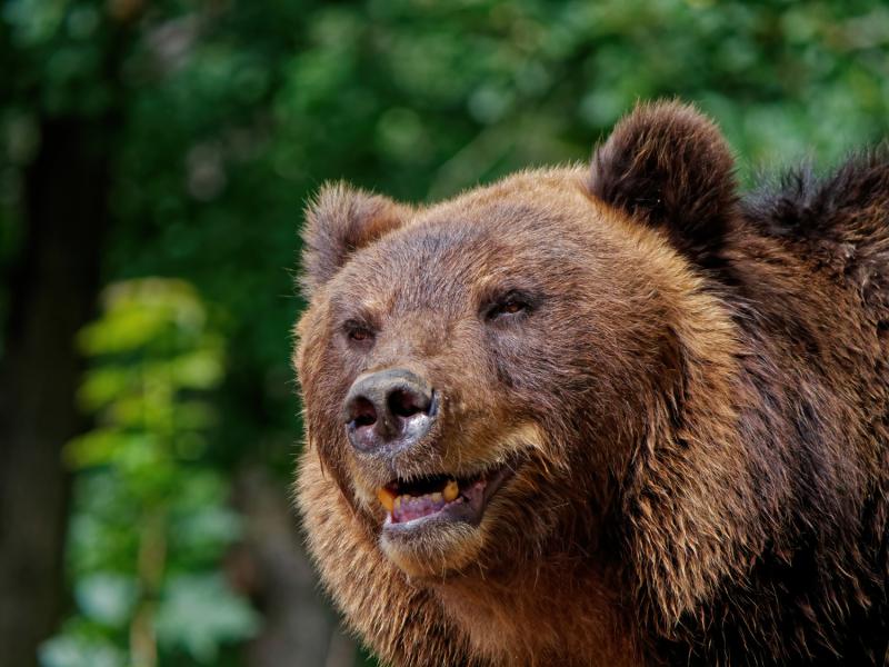 В Заельцовском бору Новосибирска горожане встретили медведя