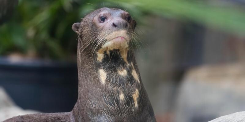 Альпака Чешка и гигантская выдра Фидель: новые подопечные «Национальной Лотереи» в Московском зоопарке