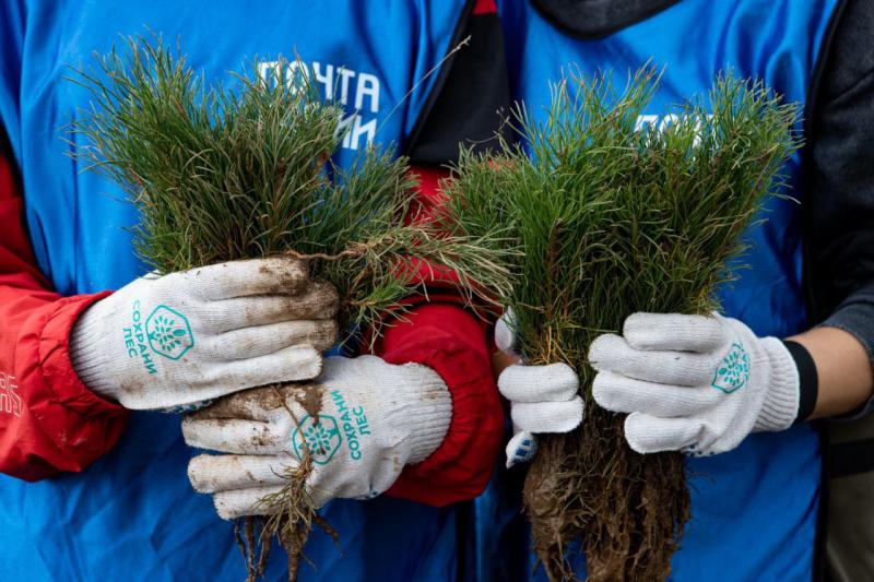 21 000 клиентов Почты России в Томской области внесли вклад в сохранение лесов